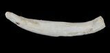 Fossil Whale Tooth - Bakersfield, CA #62166-1